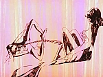 Lupin_opening1_serie2_23.jpg